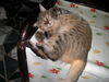 Filename=HeiChiao24.JPG
Filesize=383KiB
Dimensions=1600x1200
Date added=Feb 21, 2006 HeiChiao24.JPG