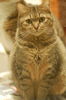 Filename=HeiChiao28.JPG
Filesize=402KiB
Dimensions=1496x2256
Date added=Feb 21, 2006 HeiChiao28.JPG