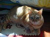 Filename=DSCN8601.JPG
Filesize=717KiB
Dimensions=1600x1200
Date added=Feb 21, 2006 DSCN8601.JPG