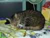 Filename=DSCN5114.JPG
Filesize=420KiB
Dimensions=1600x1200
Date added=Feb 22, 2006 DSCN5114.JPG