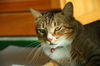 Filename=DSC_2981.JPG
Filesize=957KiB
Dimensions=2256x1496
Date added=Mar 04, 2006 DSC_2981.JPG