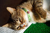 Filename=DSC_2983.JPG
Filesize=1238KiB
Dimensions=2256x1496
Date added=Mar 04, 2006 DSC_2983.JPG