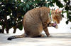 Filename=DSC_3232.JPG
Filesize=1042KiB
Dimensions=2256x1496
Date added=Mar 04, 2006 DSC_3232.JPG