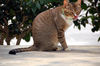 Filename=DSC_3239.JPG
Filesize=1061KiB
Dimensions=2256x1496
Date added=Mar 04, 2006 DSC_3239.JPG