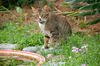 Filename=DSC_3253.JPG
Filesize=1300KiB
Dimensions=2256x1496
Date added=Mar 04, 2006 DSC_3253.JPG