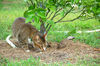 Filename=DSC_3265.JPG
Filesize=1665KiB
Dimensions=2256x1496
Date added=Mar 04, 2006 DSC_3265.JPG