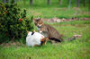 Filename=DSC_3267.JPG
Filesize=1359KiB
Dimensions=2256x1496
Date added=Mar 04, 2006 DSC_3267.JPG