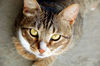 Filename=DSC_3282.JPG
Filesize=1054KiB
Dimensions=2256x1496
Date added=Mar 04, 2006 DSC_3282.JPG