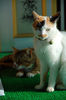 Filename=DSC_2957.JPG
Filesize=824KiB
Dimensions=1496x2256
Date added=Mar 04, 2006 DSC_2957.JPG