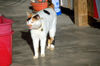 Filename=DSC_2962.JPG
Filesize=883KiB
Dimensions=2256x1496
Date added=Mar 04, 2006 DSC_2962.JPG