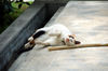 Filename=DSC_3220.JPG
Filesize=792KiB
Dimensions=2256x1496
Date added=Mar 04, 2006 DSC_3220.JPG