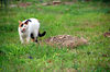 Filename=DSC_3255.JPG
Filesize=1333KiB
Dimensions=2256x1496
Date added=Mar 04, 2006 DSC_3255.JPG