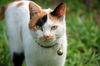 Filename=DSC_3286.JPG
Filesize=821KiB
Dimensions=2256x1496
Date added=Mar 04, 2006 DSC_3286.JPG