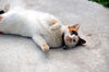 Filename=DSC_3290.JPG
Filesize=867KiB
Dimensions=2256x1496
Date added=Mar 04, 2006 DSC_3290.JPG