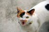 Filename=DSC_3292.JPG
Filesize=692KiB
Dimensions=2256x1496
Date added=Mar 04, 2006 DSC_3292.JPG