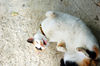 Filename=DSC_3305.JPG
Filesize=1132KiB
Dimensions=2256x1496
Date added=Mar 04, 2006 DSC_3305.JPG