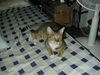 Filename=DSCN5105.JPG
Filesize=416KiB
Dimensions=1600x1200
Date added=Feb 21, 2006 DSCN5105.JPG