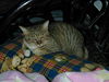 Filename=DSCN8295.JPG
Filesize=739KiB
Dimensions=1600x1200
Date added=Feb 21, 2006 DSCN8295.JPG