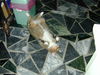 Filename=DSCN8861.JPG
Filesize=626KiB
Dimensions=1600x1200
Date added=Feb 21, 2006 DSCN8861.JPG