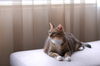 Filename=DSC_5043.JPG
Filesize=1347KiB
Dimensions=2256x1496
Date added=Feb 21, 2006 DSC_5043.JPG