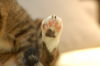 Filename=DSC_7684.JPG
Filesize=1190KiB
Dimensions=2256x1496
Date added=Feb 21, 2006 DSC_7684.JPG