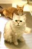 Filename=20050619cats-2.jpg
Filesize=123KiB
Dimensions=934x1402
Date added=Jul 25, 2005 20050619cats-2.jpg