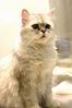 Filename=20050619cats-3.jpg
Filesize=109KiB
Dimensions=934x1402
Date added=Jul 25, 2005 20050619cats-3.jpg