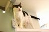 Filename=20050619cats-4.jpg
Filesize=88KiB
Dimensions=1402x934
Date added=Jul 25, 2005 20050619cats-4.jpg