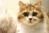 Filename=20050619cats-5.jpg
Filesize=101KiB
Dimensions=1402x934
Date added=Jul 25, 2005 20050619cats-5.jpg