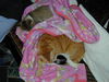 Filename=DSCN8606.JPG
Filesize=815KiB
Dimensions=1600x1200
Date added=Feb 22, 2006 DSCN8606.JPG