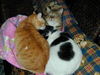Filename=DSCN8636.JPG
Filesize=616KiB
Dimensions=1600x1200
Date added=Feb 22, 2006 DSCN8636.JPG