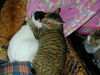 Filename=DSCN8666.JPG
Filesize=624KiB
Dimensions=1600x1200
Date added=Feb 22, 2006 DSCN8666.JPG