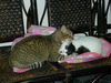 Filename=DSCN8690.JPG
Filesize=699KiB
Dimensions=1600x1200
Date added=Feb 22, 2006 DSCN8690.JPG