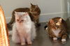 Filename=DSC_2870.JPG
Filesize=882KiB
Dimensions=2256x1496
Date added=Feb 22, 2006 DSC_2870.JPG