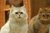 Filename=DSC_8026.JPG
Filesize=1538KiB
Dimensions=2256x1496
Date added=Feb 22, 2006 DSC_8026.JPG