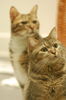Filename=DSC_8068.JPG
Filesize=338KiB
Dimensions=1496x2256
Date added=Feb 22, 2006 DSC_8068.JPG