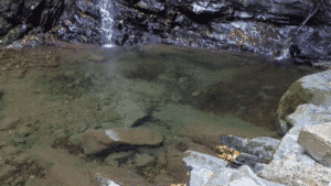 mountain-dog-bark2