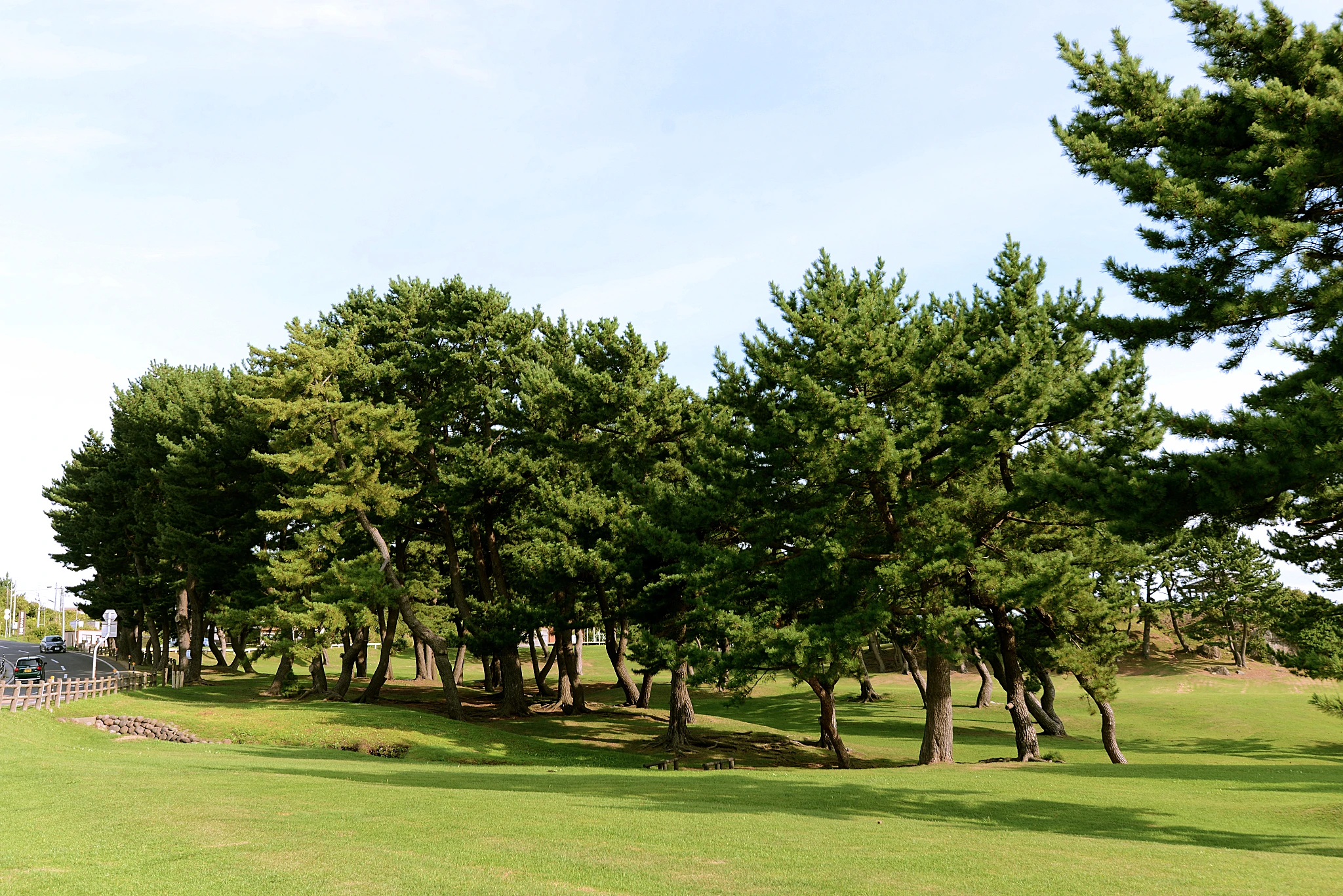 Michill TANESASHI 種差海岸